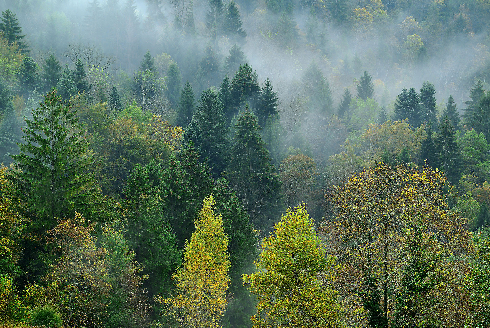 ASKAFOR – Adapted skills and knowledge for adaptive forests